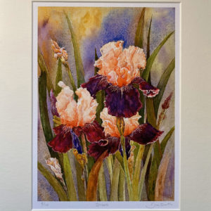 Irises (Giclée Print)